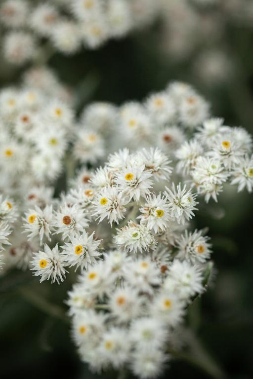 Anaphalis triplinervis