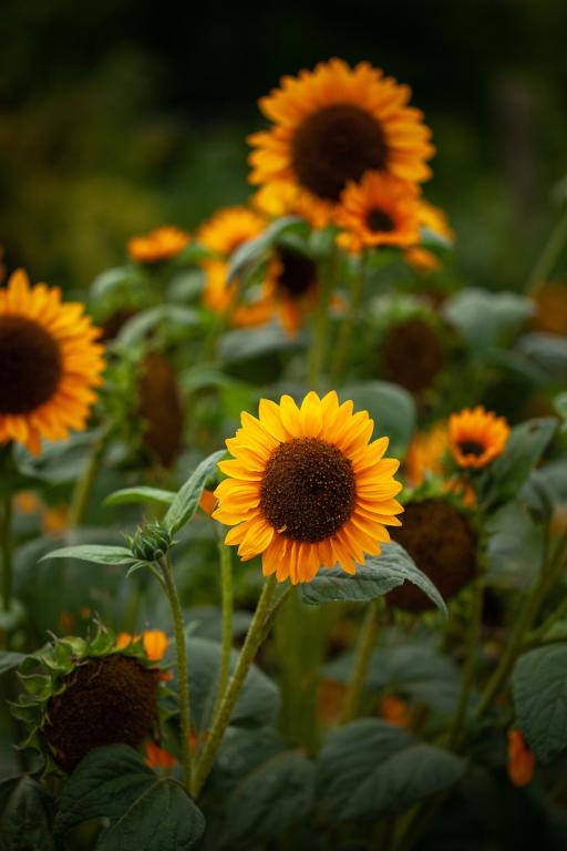 Helianthus annuus, 'Sonja'
