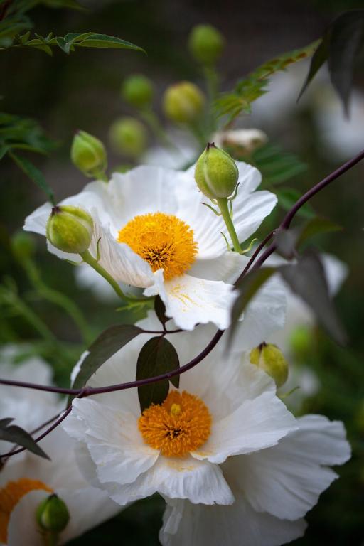 Romneya coulteri