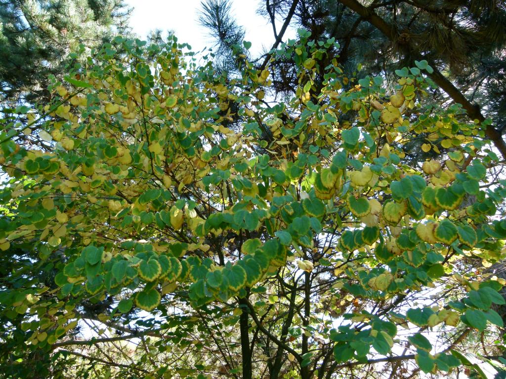 Cercidiphyllum japonicum