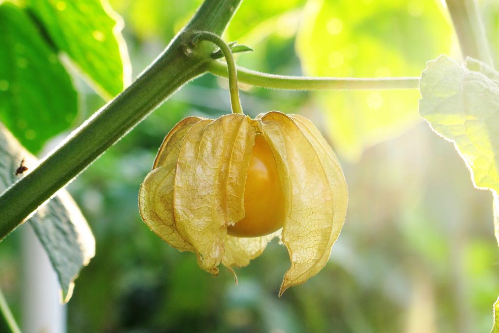 Cape Gooseberry (or Physalis), 'Giant'
