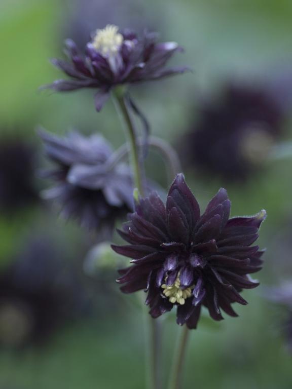 Aquilegia vulgaris var. stellata, 'Black Barlow'