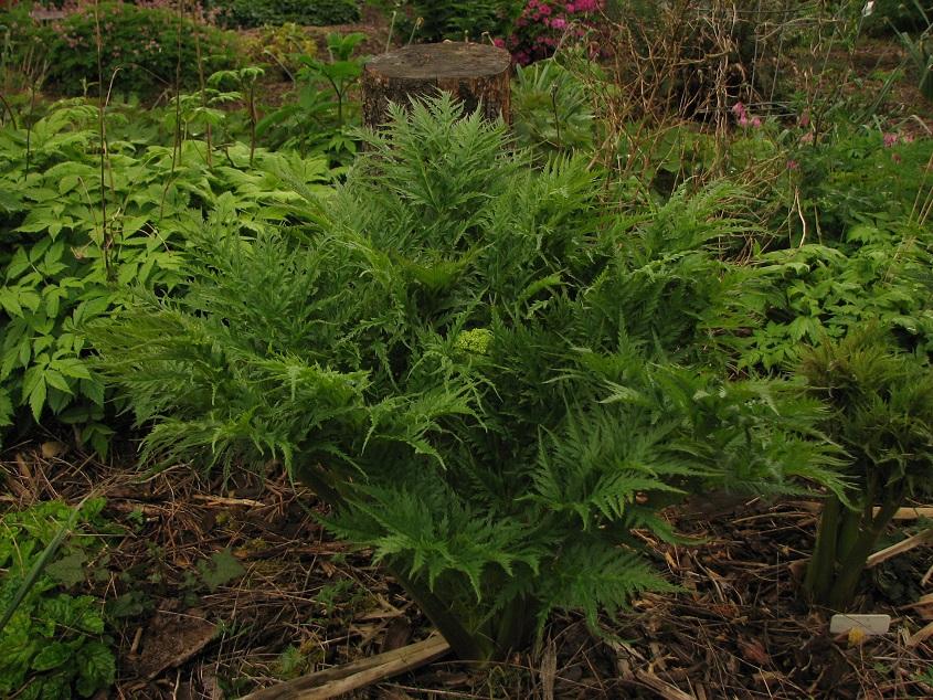Molospermum peloponnesiacum