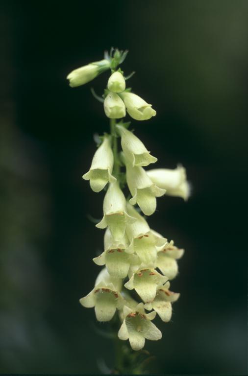 Digitalis lutea