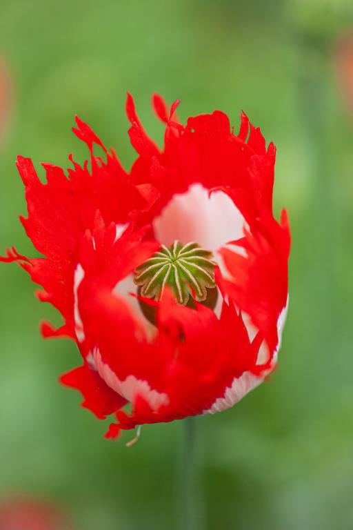 Papaver somniferum, 'Danish Flag'