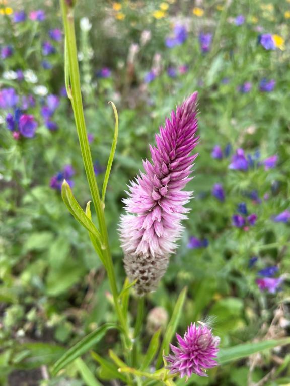 Celosia argentea var. spicata, True Wild Form