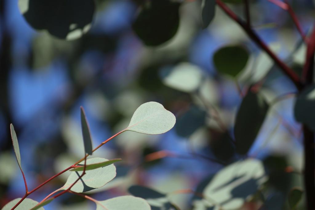 Eucalyptus polyanthemos, 'Silver Plate'