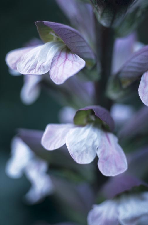 Acanthus mollis