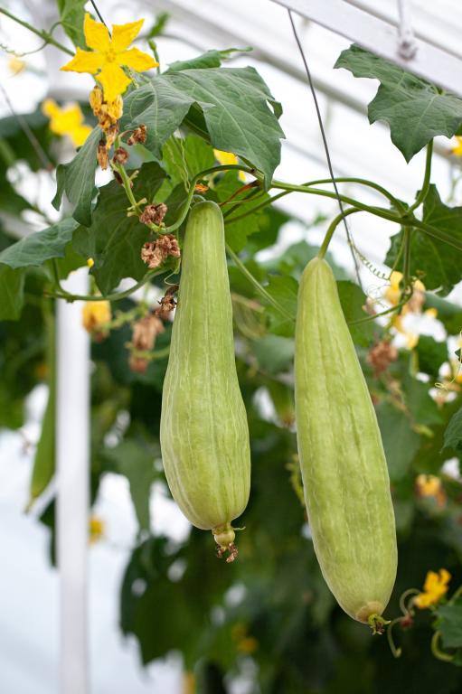 Luffa cylindrica