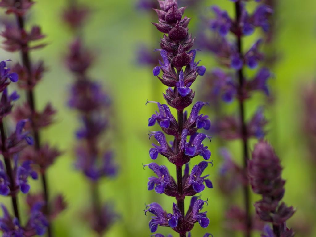 Salvia nemorosa