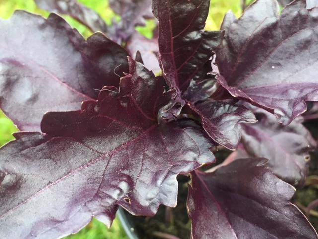 Basil, 'Purple Ruffles'
