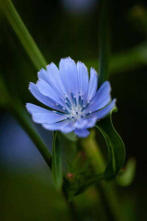 Cichorium intybus