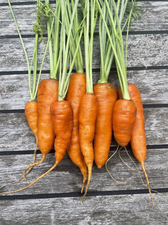 Carrot, 'Autumn King'