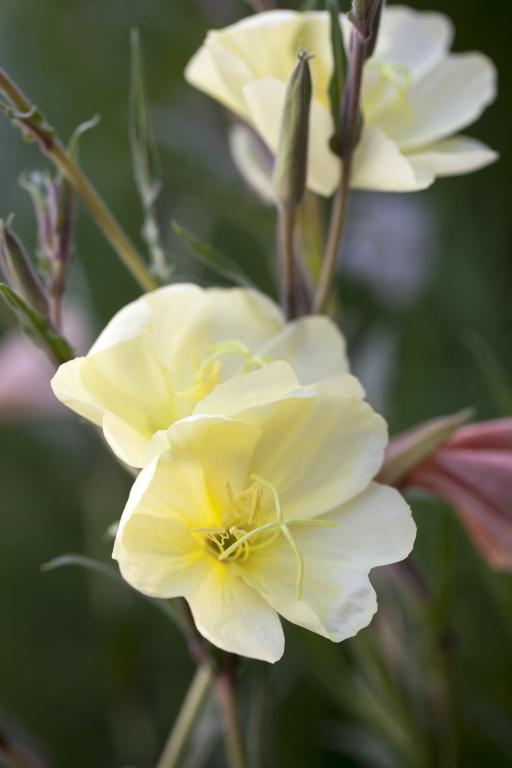 Oenothera odorata, 'Apricot Delight'