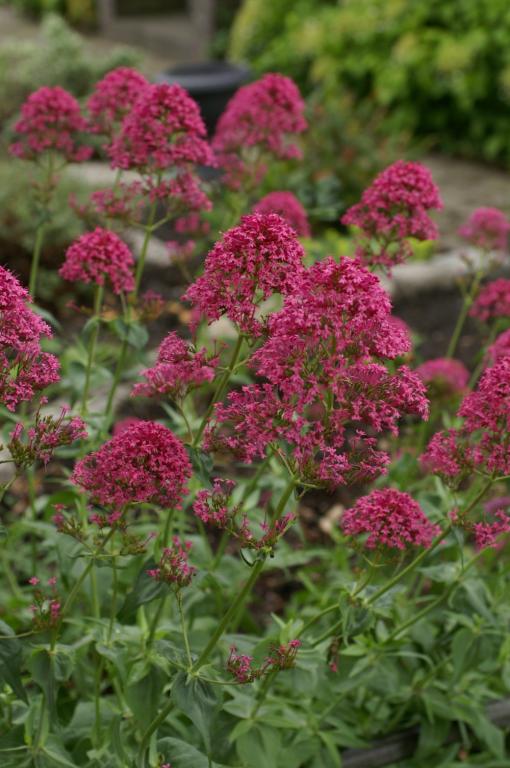 Centranthus ruber, 'Pretty Betsy'