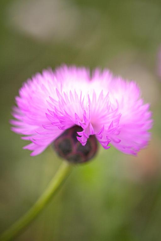 Amberboa moschata, 'Imperialis' Mixed