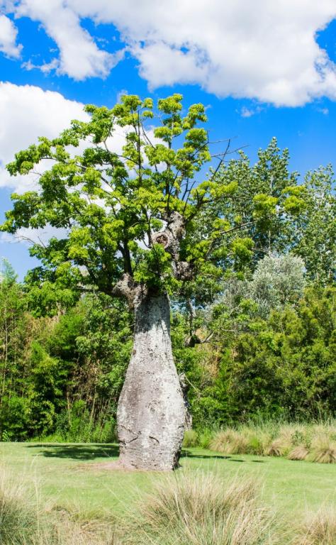 Adansonia digitata