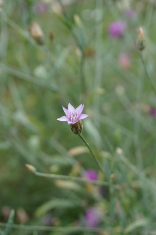Xeranthemum cylindraceum