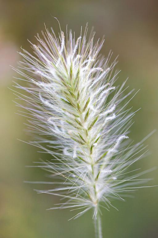 Pennisetum villosum