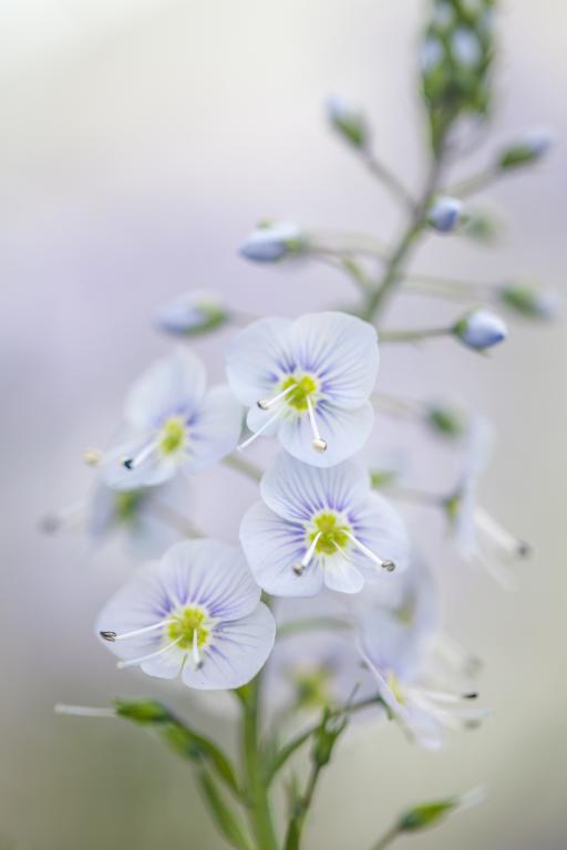 Veronica gentianoides