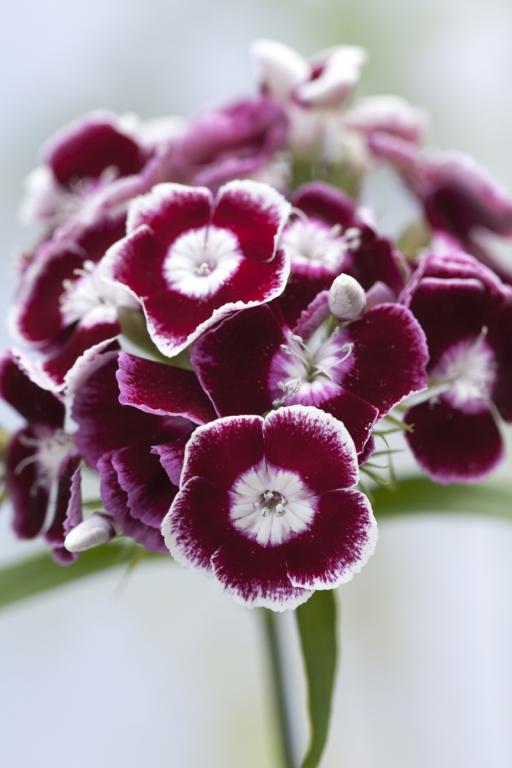 Dianthus barbatus, 'Auricula Eyed Mixed'