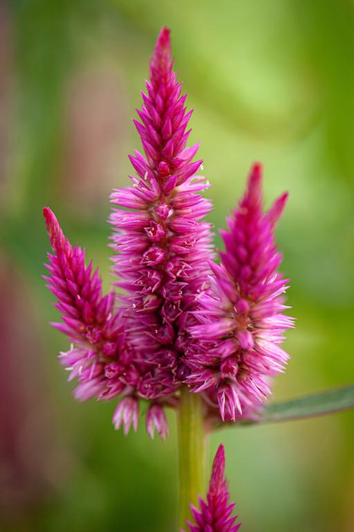 Celosia argentea var. cristata, Tall Varieties Mixed