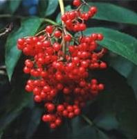 Sambucus sachalinensis