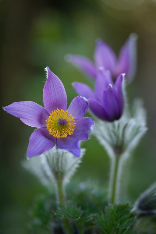 Pulsatilla vulgaris