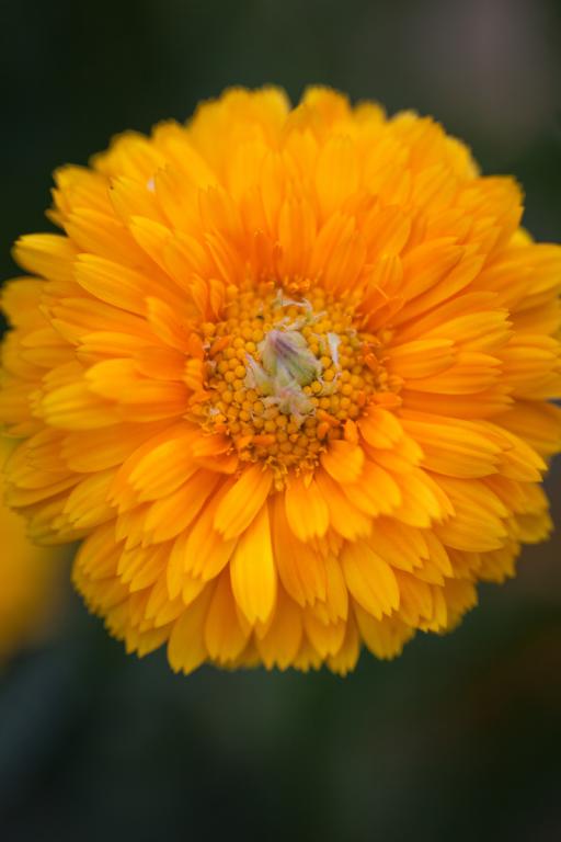 Calendula officinalis, 'Greenheart Orange'
