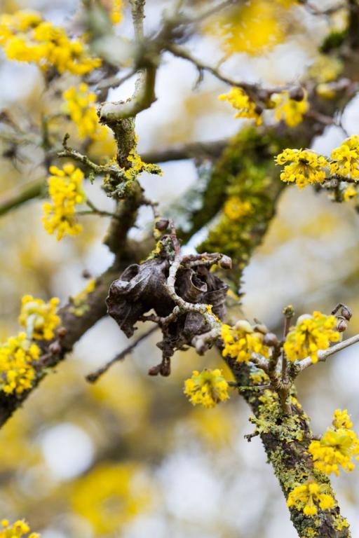 Cornus mas