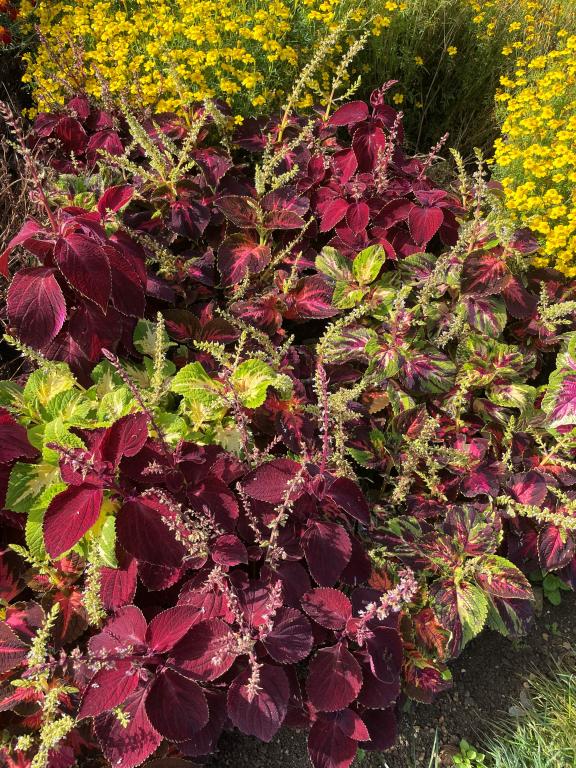 Solenostemon scutellaroides, Superfine Rainbow Coleus, 'Masterblends Rainbow'