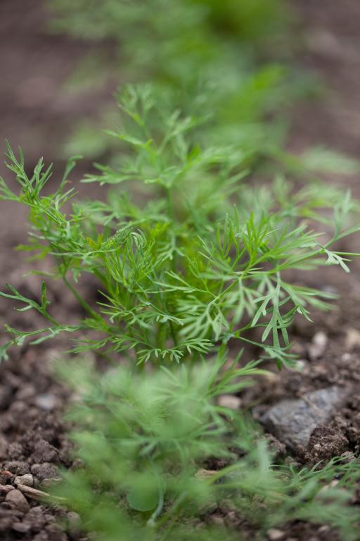 Dill, 'Tetra'