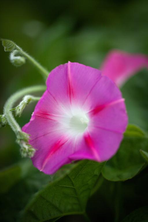 Ipomoea tricolor, 'Scarlett O'Hara'