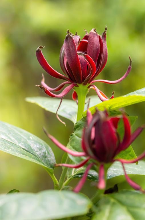 Calycanthus floridus