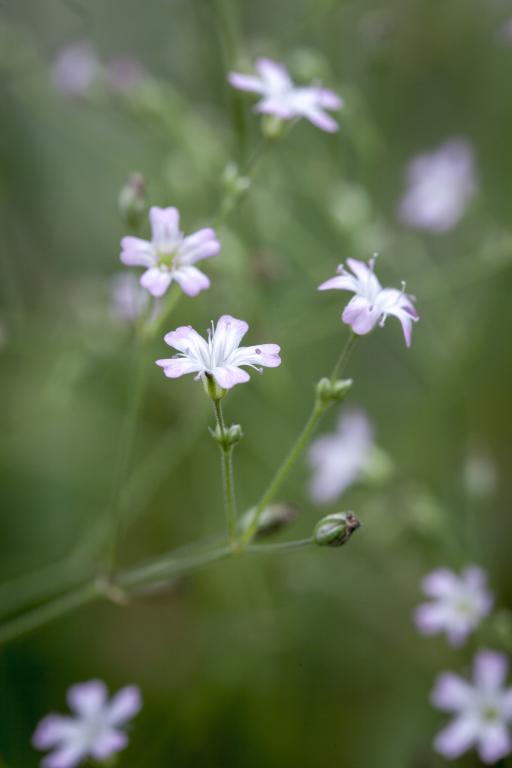 Gypsophila pacifica