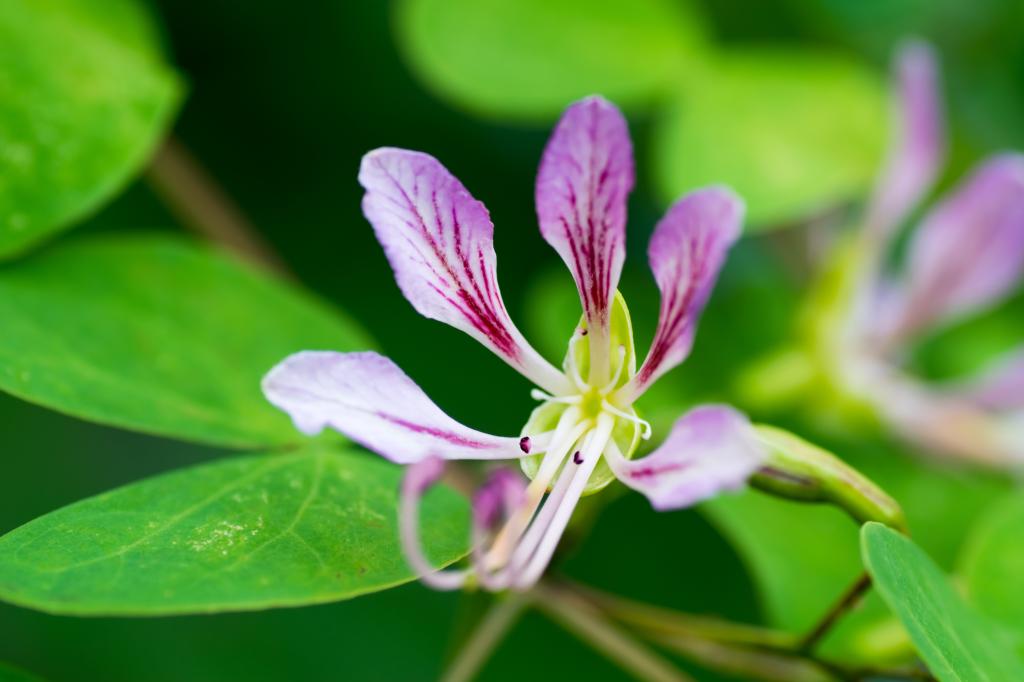 Bauhinia yunnanensis