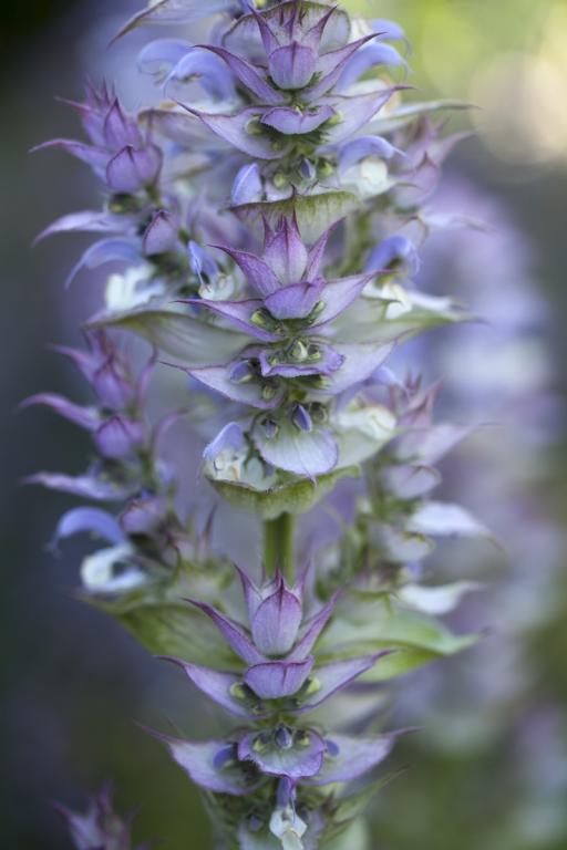 Salvia sclarea var. turkestanica, 'Vatican Pink'
