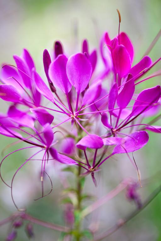 Cleome hassleriana, 'Violet Queen'