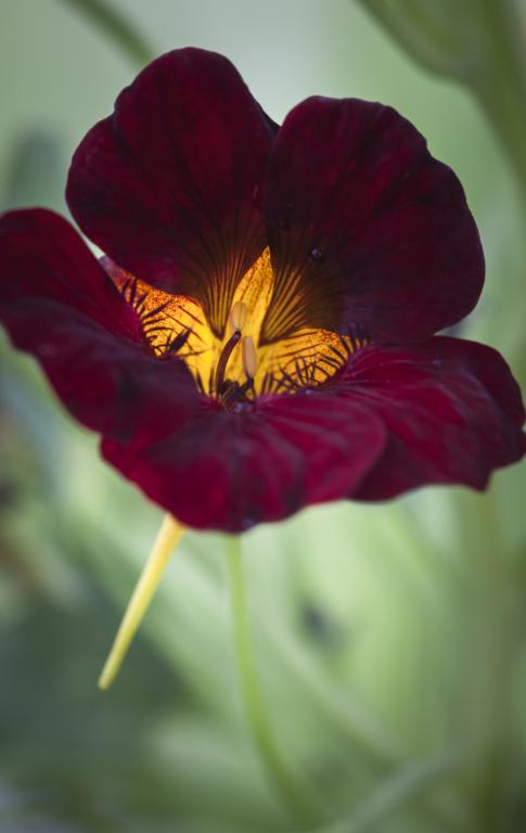 Tropaeolum minus, 'Black Velvet'