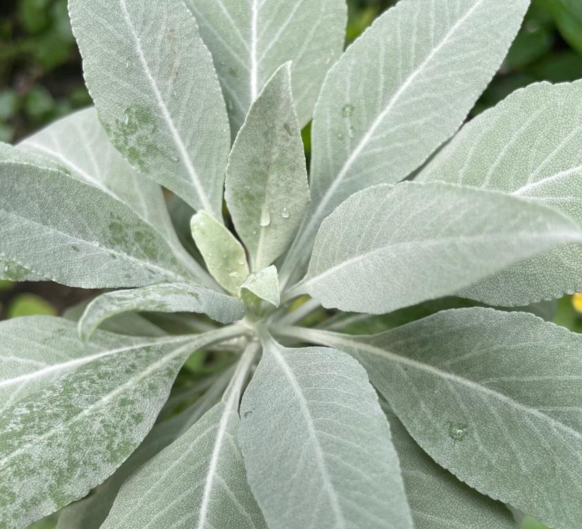 Salvia apiana