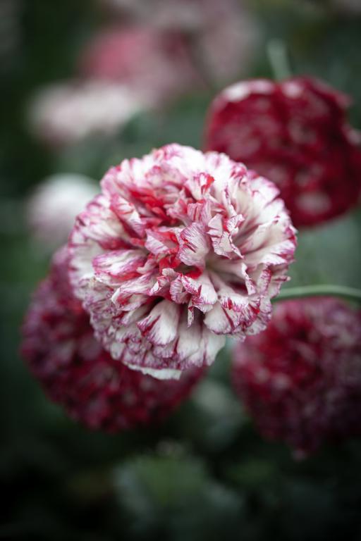Papaver somniferum var. paeoniflorum, 'Flemish Antique'