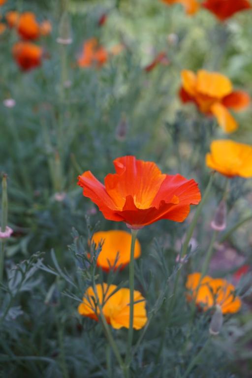 Eschscholzia californica, 'Mikado'