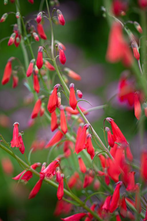 Penstemon barbatus ssp. coccineus, 'Jingle Bells'