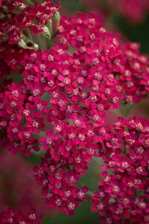 Achillea millefolium, 'Cassis'