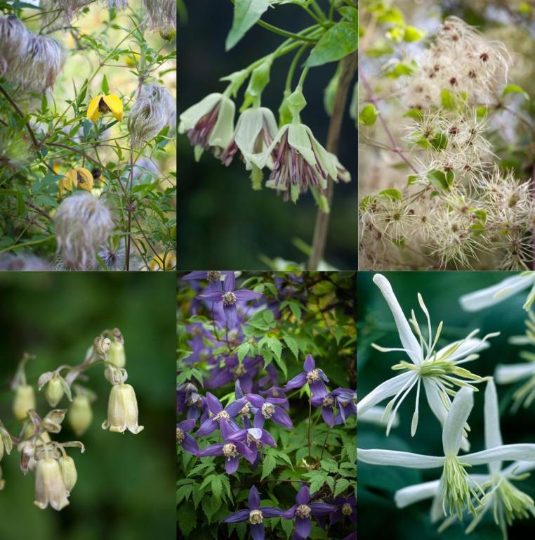 Clematis, Mixed Species