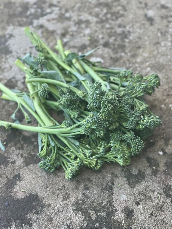 Broccoli, 'Green Sprouting'