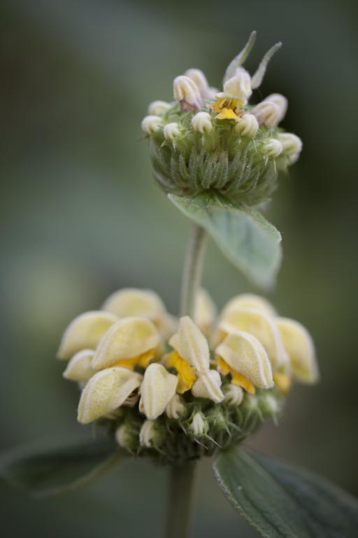 Phlomis russeliana