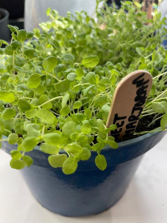 Sweet Marjoram