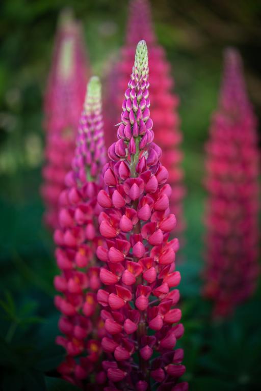 Lupinus polyphyllus, 'The Pages'
