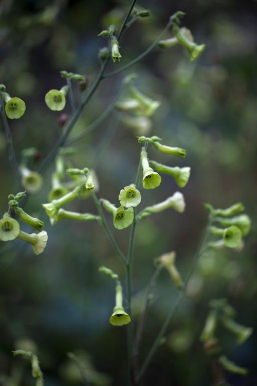 Nicotiana langsdorffii, 'Lemon Tree'